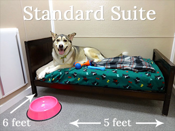 Standard Suite