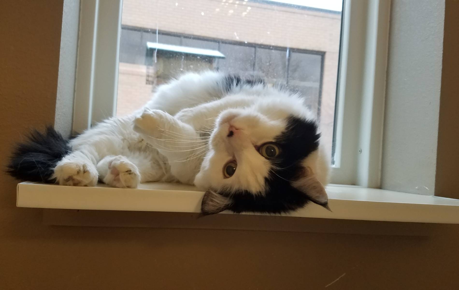 A cat lying on a window sill