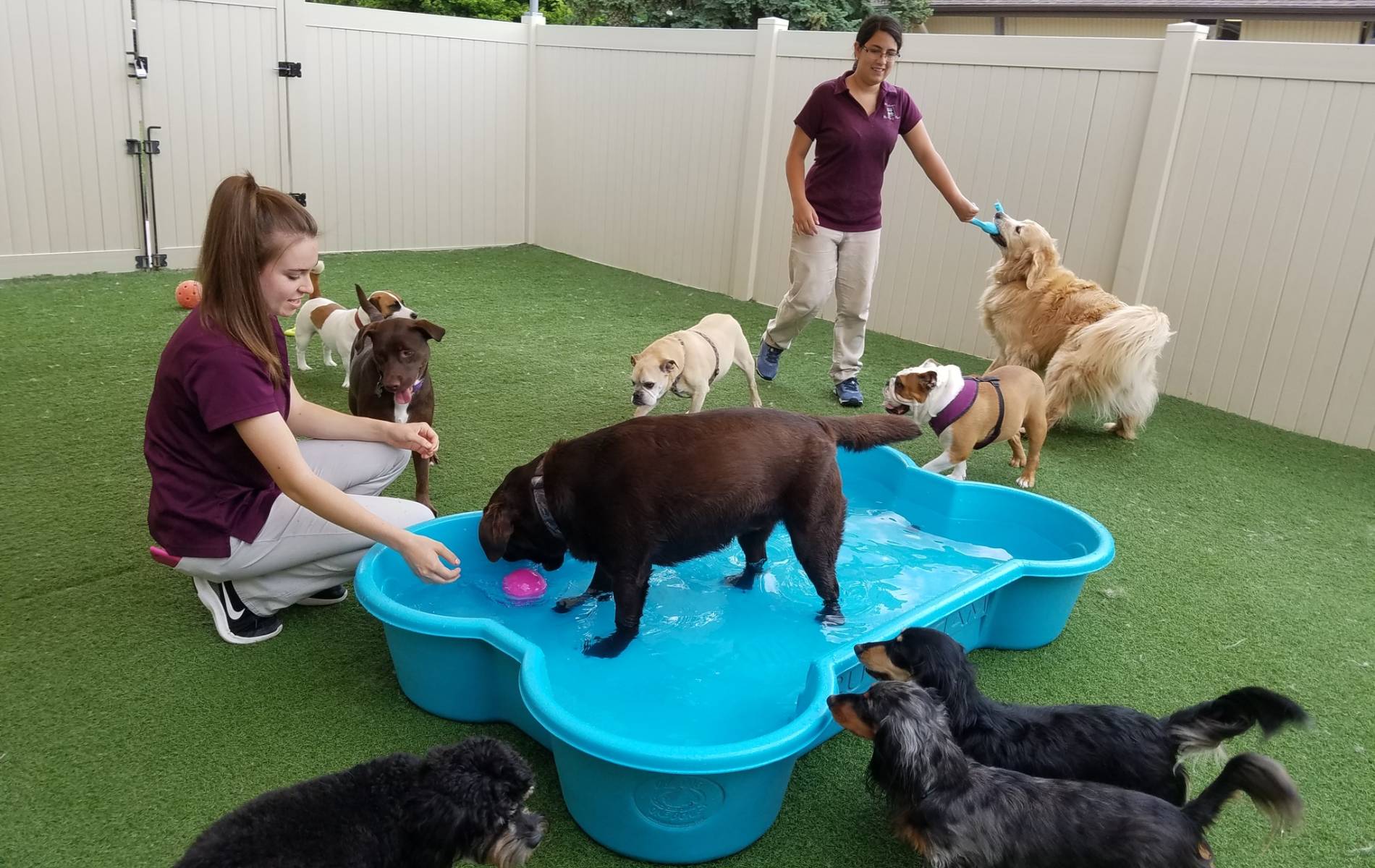 A group of dogs in a pool