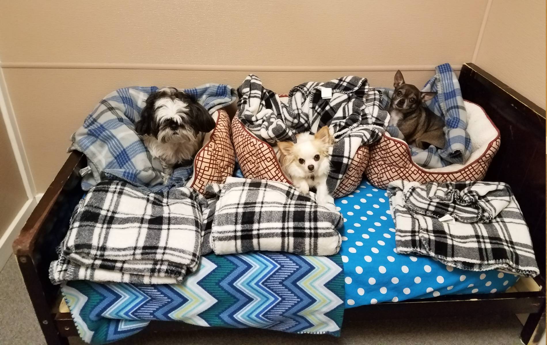 A group of dogs on a bed
