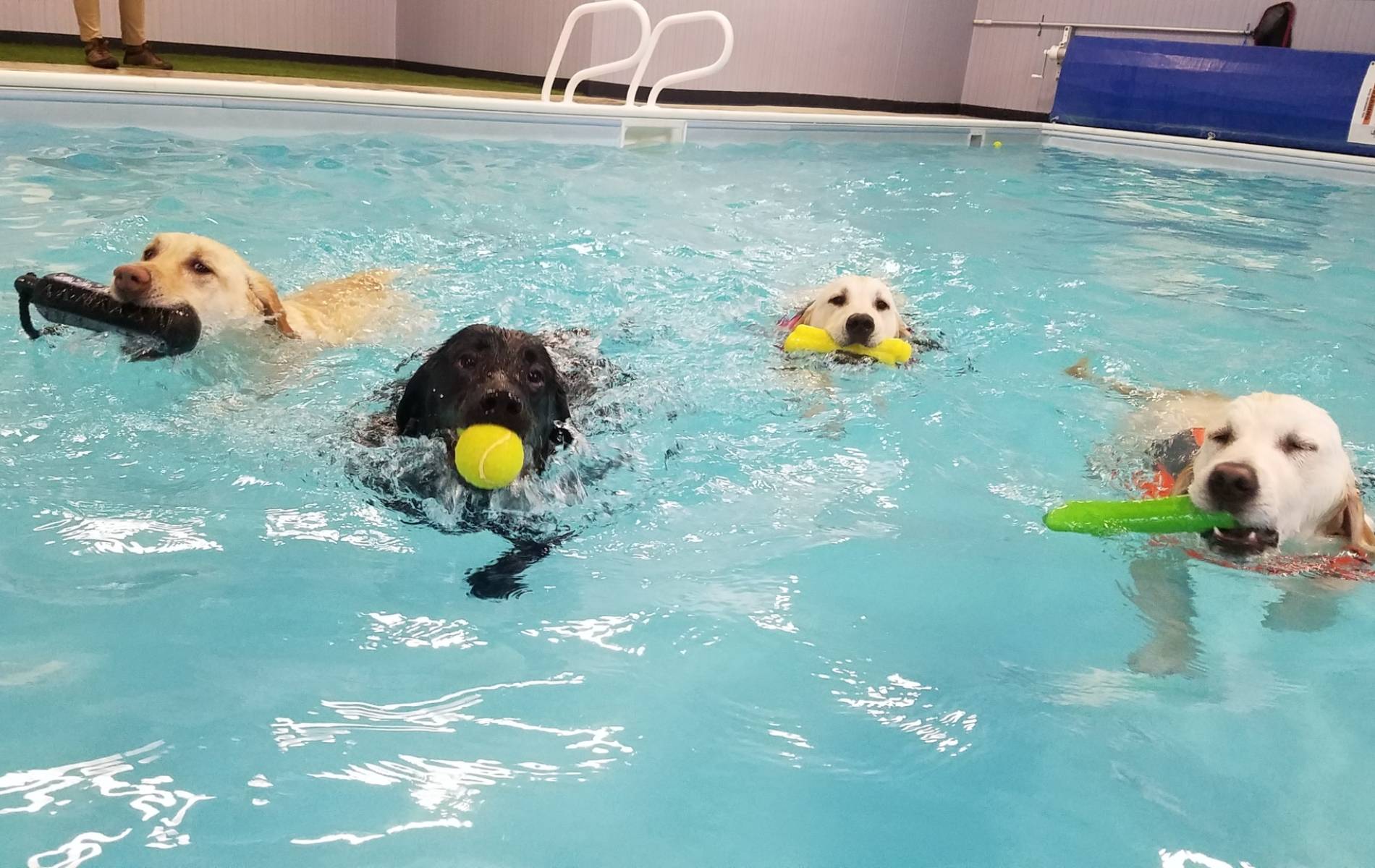 Dogs swimming in a pool with balls in their mouth